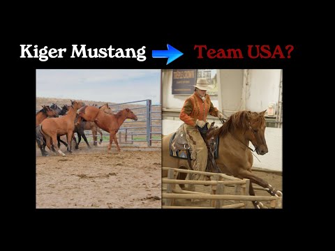 Can a Kiger Mustang stallion make TEAM USA?  Robin Bond shares Zapata's incredible story