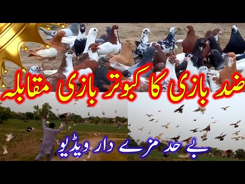 Stubborn Pigeon Fight | very Funny video | Pigeon Fighting Video | Pigeon Videos | Fancy pigeon |