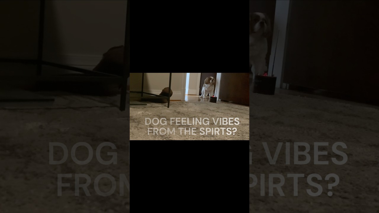 PARANORMAL GHOST SEEN BY DOG, TRICKS MY MOM... 