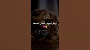صوت خرخرة القطط جميل جدا و مهدئ للاعصاب Cute قطط Funny Chats Cat Cutecat Dog Trending صوت 