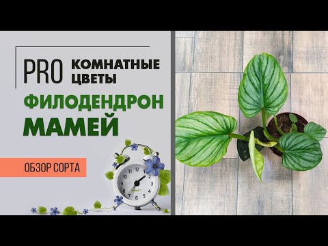 Video: Мамей мөмөсүн өстүрүү - Мамей алмасына кам көрүү жөнүндө билип алыңыз