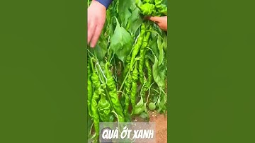Những quả ớt xanh  nhăn xoắn ốc.