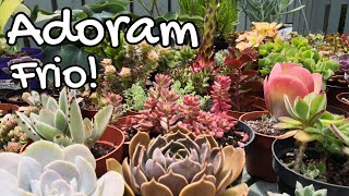 Suculentas DE INVERNO florindo! Toleram GEADA, algumas até NEVE.  SEMPERVIVUM com flores. - thptnganamst.edu.vn