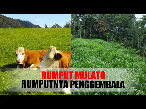 Video: Rumput Moor