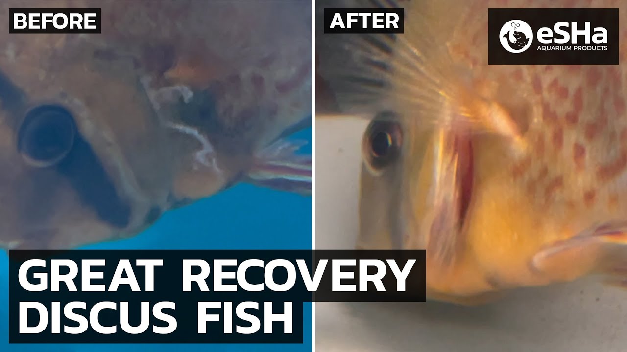 Great Recovery Sick Discus Fish eSHa HEXAMITA & eSHa ndx SHORTS