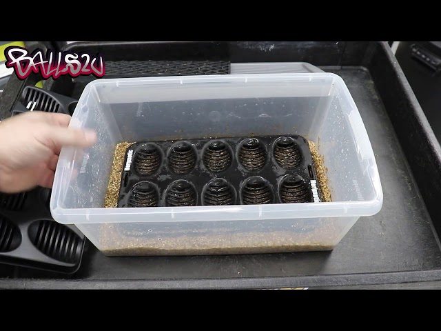 Ball Python Hatch Trays