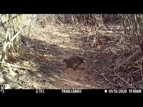 დურაჯი მდედრი - Black Francolin Female (Francolinus francolinus)