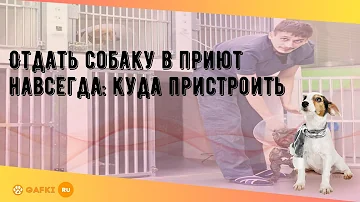 Куда можно отдать собаку