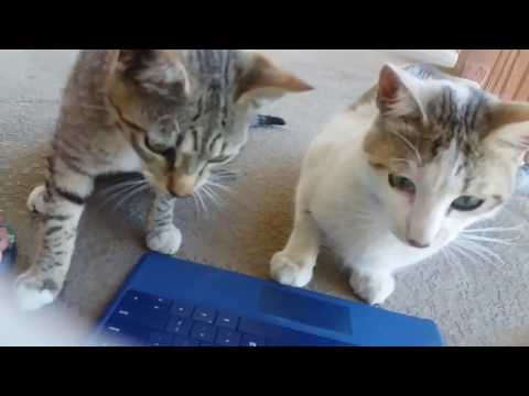 Cats watching video first time, კატები კომპიუტერთან