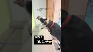 猫じゃらし?犬じゃらし?