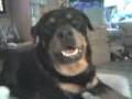Rottweiler chillin to some hip hop funny dog video
