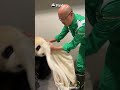 The Best Job In The World! Yes, But Definitely Not The Easiest | iPanda #shorts #HKPanda