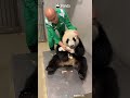 The Best Job In The World! Yes, But Definitely Not The Easiest | iPanda #shorts #HKPanda