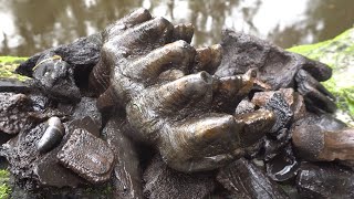 Rarest Discovery of 2020 Found Fossil Hunting in Florida