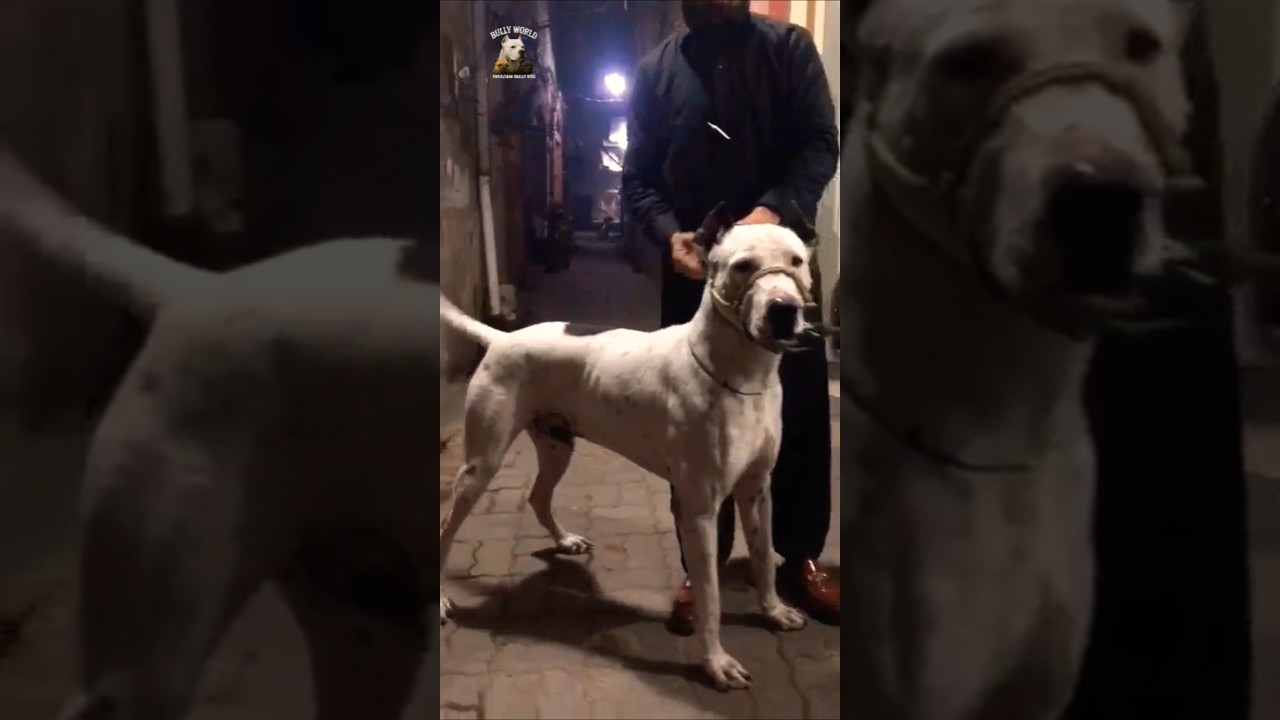 Big bully dog active dog 