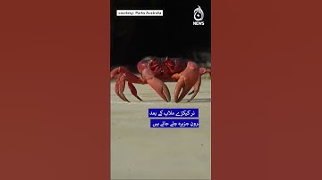 Millions of Red Crabs Begin Annual Migration on Australia’s Christmas Island | Aaj Digital 2025