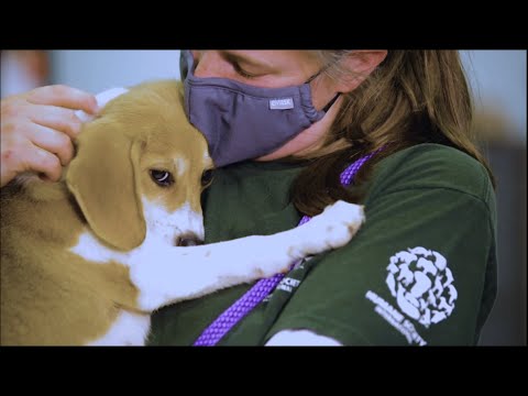 Video: Adorable suns meistari mākslas gaisa Riteņbraukšana [Video]