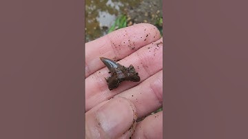 🦈 70-Million-Year-Old Porbeagle Shark Tooth Found in New Jersey! | Sacred Earth Adventures #fossils