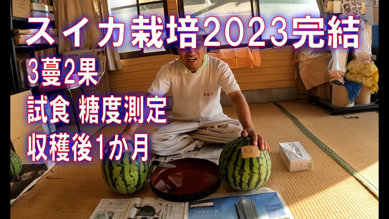 スイカ栽培2023完結 3蔓2果のスイカの試食.糖度測定.収穫後1か月