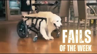 Fails Of The Week (Dapper Doggie Edition) by Pure Fails 76 views 6 months ago 10 minutes, 37 seconds