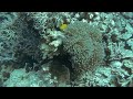 Video Of Underwater Creatures - Free Stock Creative Commons Video