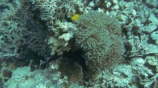 Video Of Underwater Creatures - Free Stock Creative Commons Video