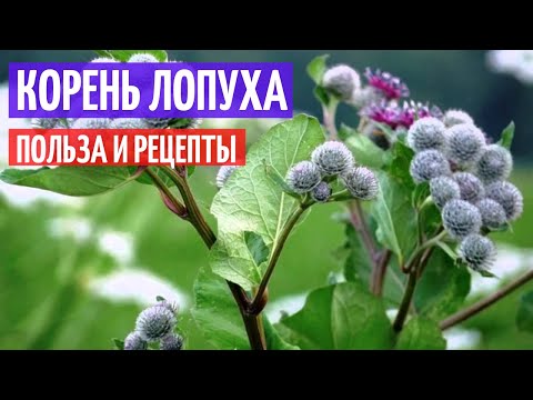 Корень лопуха лечебные свойства. Рецепты и применение I Herbals-ua.com