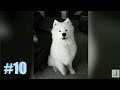 Забавные животные/Funny animals #10