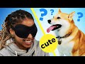 People Guess The Breed Of Dogs By Petting Them