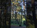 pohon pinus #beautifulindonesia #wisatainternasional #beranda