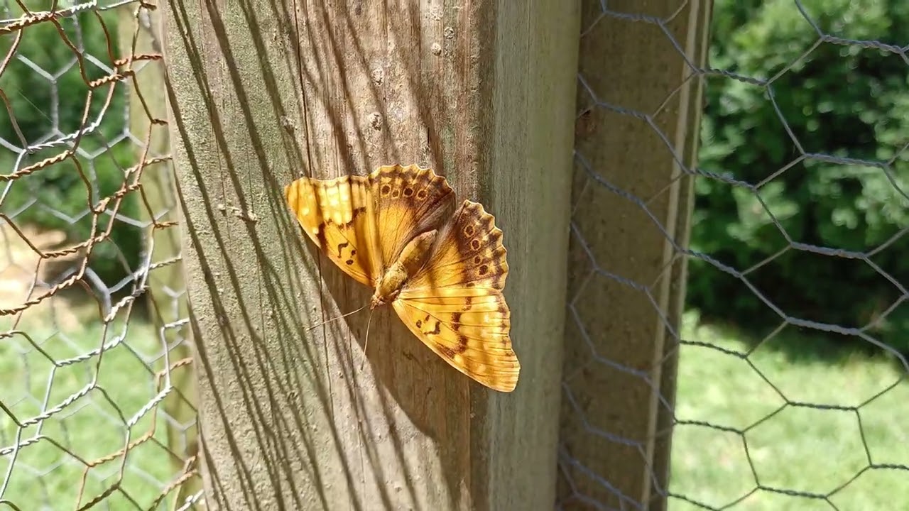 Tawny Emperor Pumping Its Wings