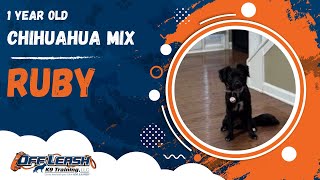 Ruby | 1 Year Old Chihuahua Mix | Off Leash Chihuahua Mix Training, Georgia