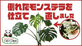 観葉植物 モンステラの剪定をしました Youtube 観葉植物 モンステラの剪定をしました Youtube