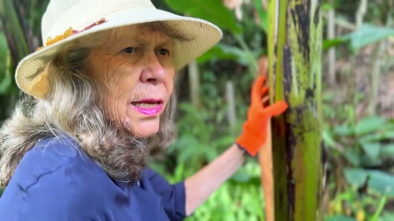 CABELO CAIU POR MAL OLHADO? SIMPATIA NO TRONCO DA BANANEIRA PARA CRESCER