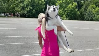 You Will Die Laughing At These Dramatic Huskies Funniest Dog Of 2025 Ever