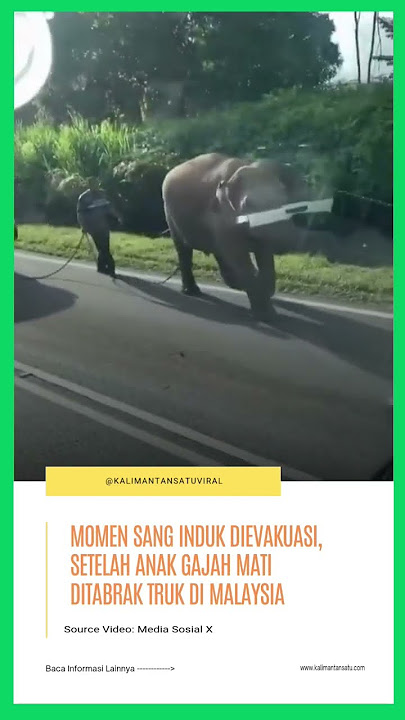 Evakuasi Induk Gajah yang Anaknya Ditabrak Truk di Malaysia #gajah #elephant #elephants #malaysia