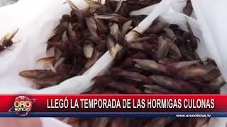 Llegó La Temporada De Hormigas Culonas A Santander Oro Noticias