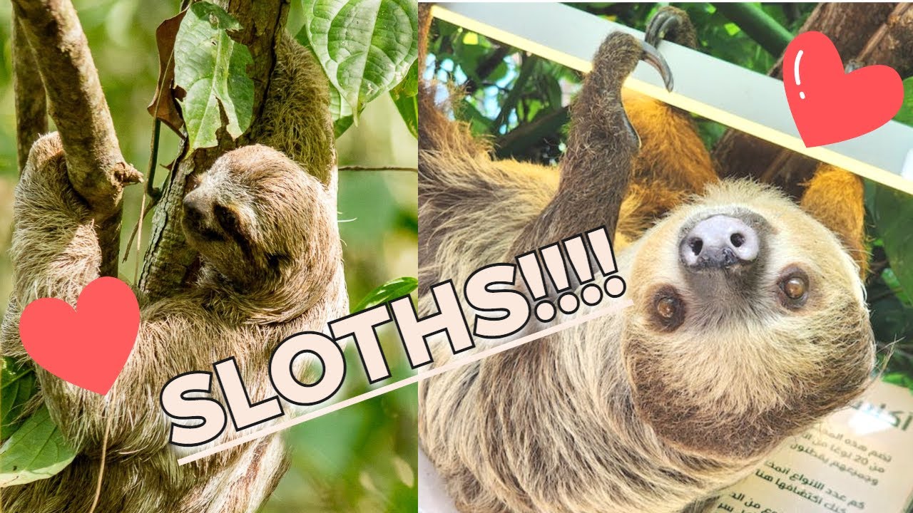 The Cutest Sloths!!! YouTube