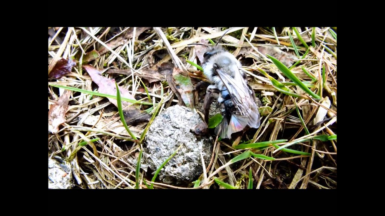 Zandbijwaaiertje - Stylops melittae