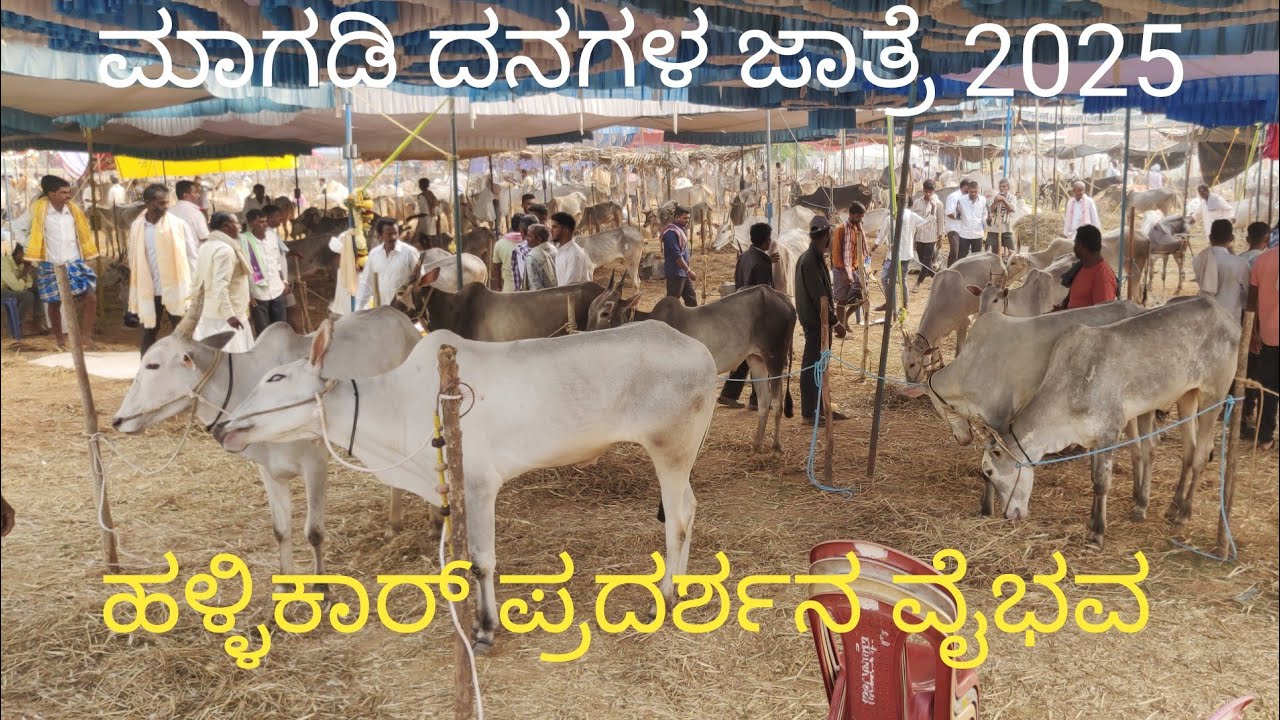 Magadi cattle fair 2025 - Grand exhibition of Hallikar bulls