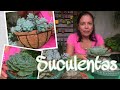 SUCULENTAS |TRASPLANTE| 🌱