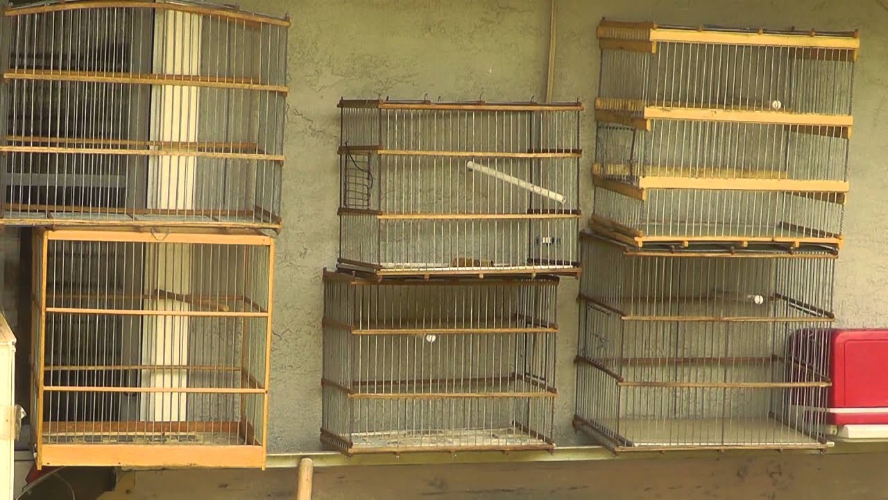 Jaulas Arteses Home Made Wood Bird Cages You