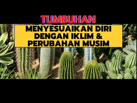 TUMBUHAN Menyesuaikan Diri dengan IKLIM dan Perubahan MUSIM | Sains Tahun 5