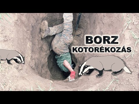 Videó: Mikor Engedélyezett A Borzvadászat?