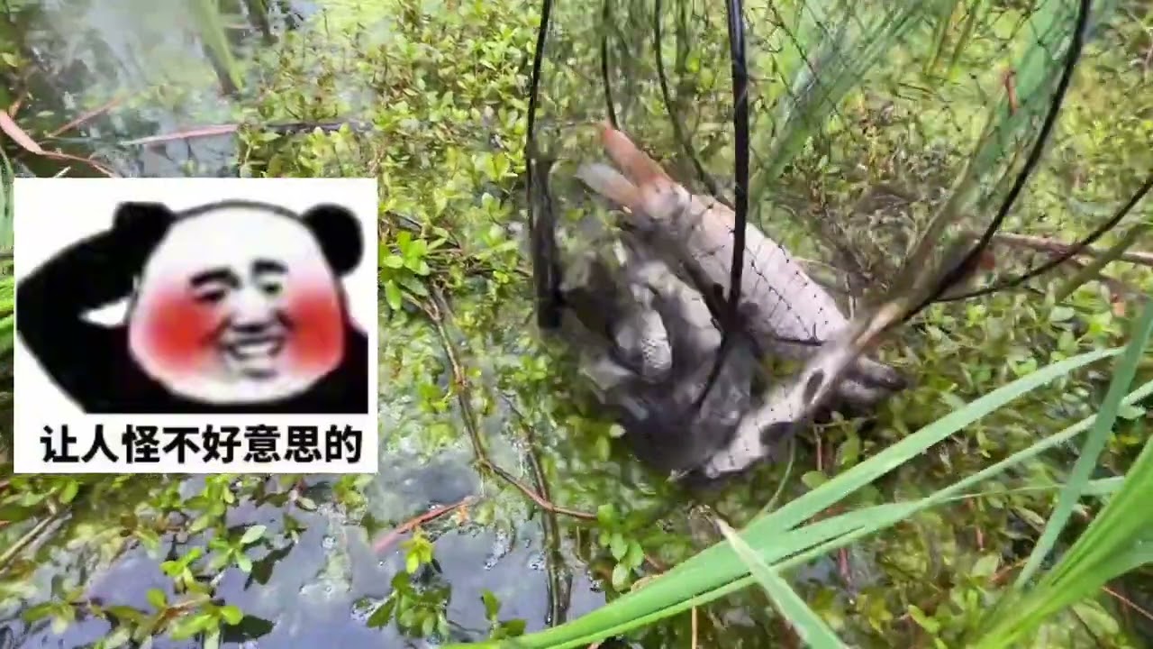 今天鱼货真不错！看到最好别说我小气，事一点点！ #户外捕鱼  #真实户外  #今天的收获  #野生鱼  #原来抓鱼也可以很轻松