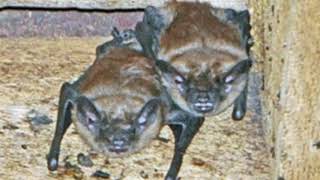 Quick Easy Trick How To Find Bats