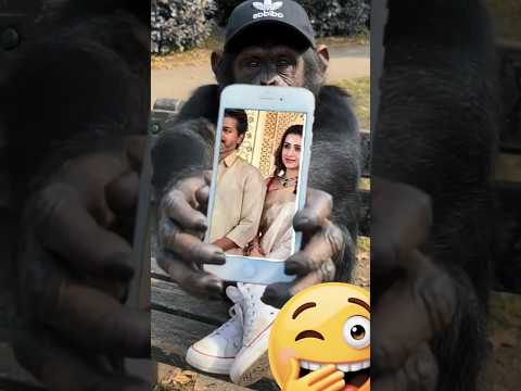 monkey vijay tirsha
