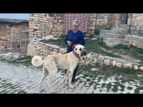 I WAS SURPRISED TO SEE THE NEW DOG IN THE DAYLIGHT, THIS DOG IS A LION