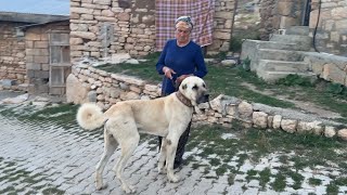 Yeni̇ Gelen Köpeği̇ Gündüz Görünce Şaşirdim Bu Köpek Bi̇r Aslan