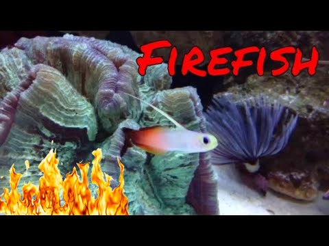 Video: Jak se starat o fialový Goby (Dragonfish)